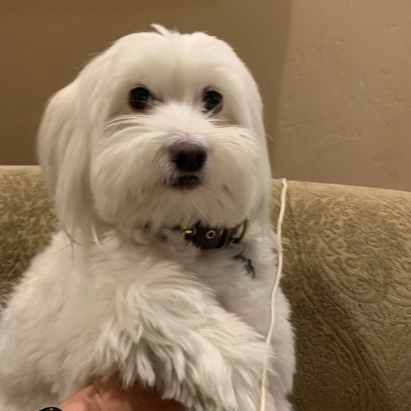 Meet your Posher, Tricia - Picture 1 of 1